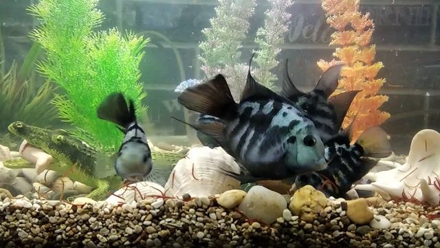 Новый 🏡 дом 🐟🐟🐟 рыбам ✌️😉👍
