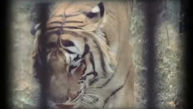 Animal planet with game planet