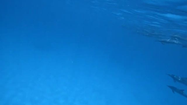 Marsa Alam - Sataya dolphin house