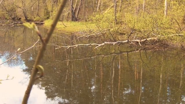 Сестрорецкий курорт Весна