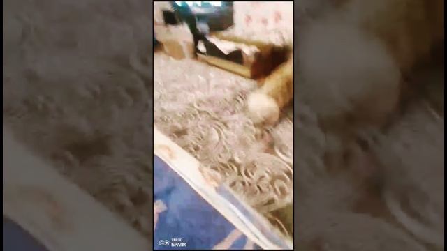 HwVideoEditor_2025_02_04_070118164.mp4