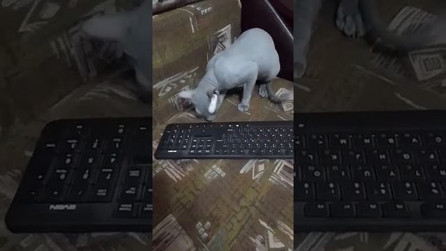 Look what buttons!/Смотри какие кнопочки!#animals #cats #sphynx