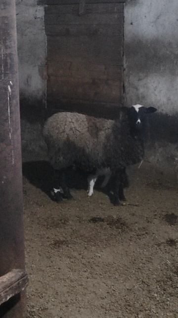 ЧТО ДЕЛАТЬ ЕСЛИ НЕ ПРИНИМАЕТ ОВЦА МАТКА ЧУЖОГО ЯГНЁНКА 🐑🐑 2 🐑🐑🐑👍👍👍