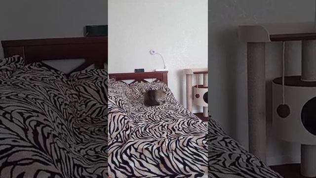 Сеня была шустрым котенком