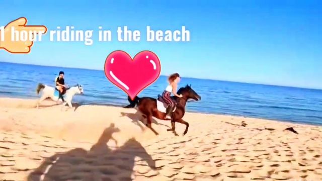 horses riding in Mercure hotel hurghada Egypt