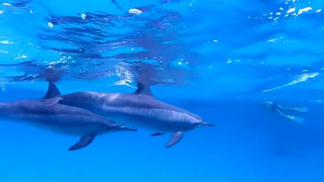 Egypt Sataya Dolphin Reef