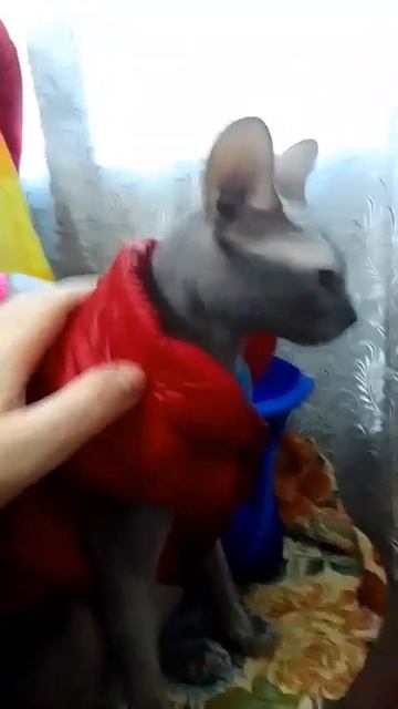 Проснулся разбойник/The robber woke up❤️ #cats #animals #sphynx