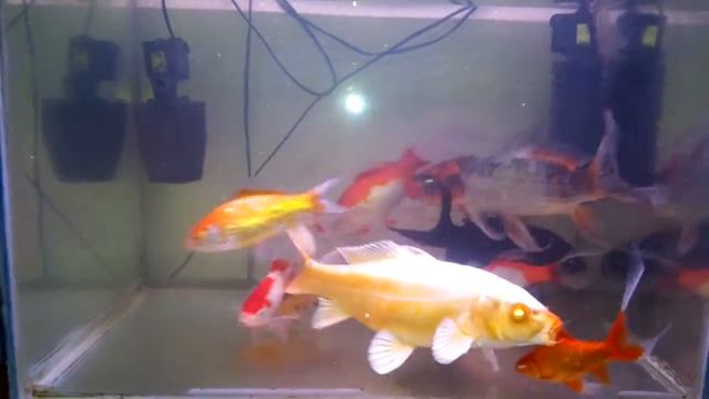Карпы кои и кометы.