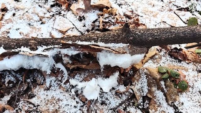 Ледяные волосы на деревьях