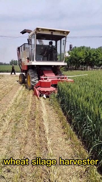 wheat silage harvester