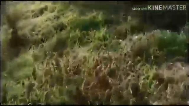 Фильм про инопланетянина