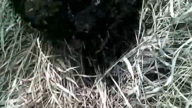 Первый коп