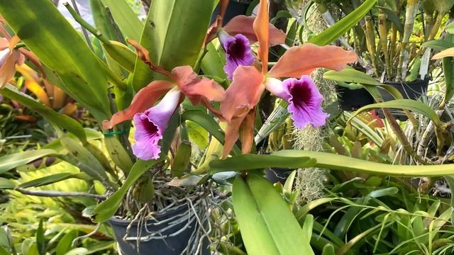 ШОКОЛАДНЫЙ ДЕСЕРТ и ЗАГАДОЧНАЯ ЛЕДИ. Cattleya Aclandiae, Cattleya Tenebrosa, Kangaroo