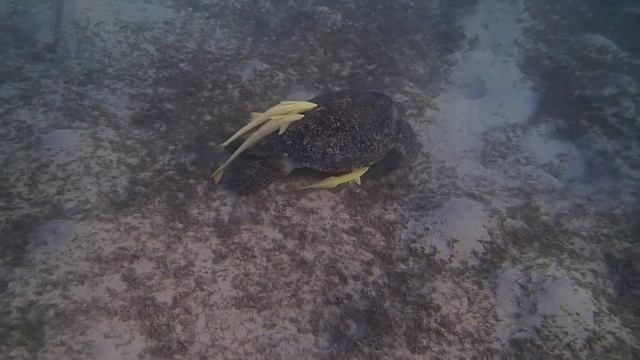 TURTLES Iberotel Costa Mares Marsa Mubarak