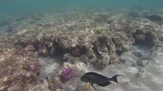 Surgeon Fish Attacker, Brayka Bay, Marsa Alam