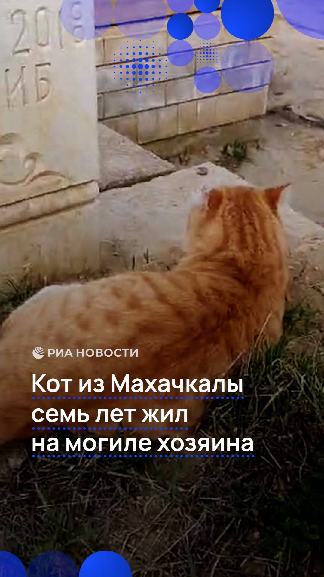 Кот из Махачкалы семь лет прожил на могиле хозяина