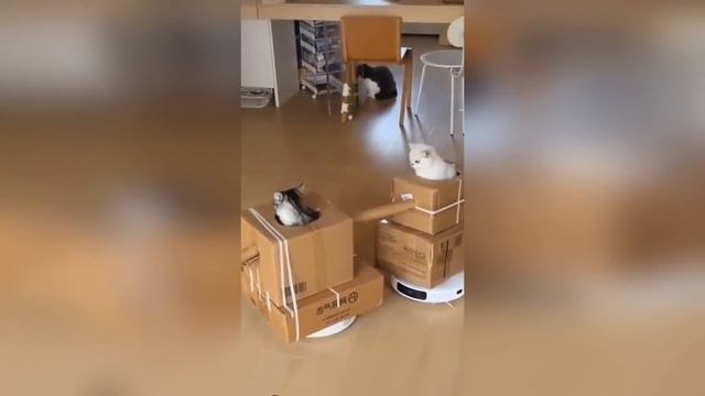 ЛУЧШИЕ ПРИКОЛЫ 2024 угар до слез тест на психику мемы смешные видео попробуй не засмеяться coub #37