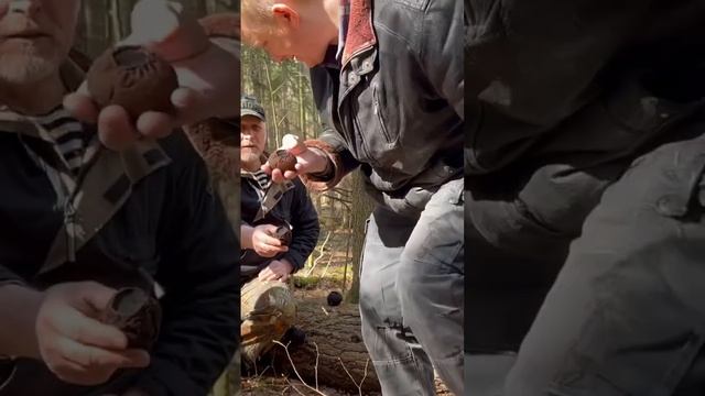 САРКОСОМА ШАРОВИДНАЯ ! ИЗУЧАЕМ ГРИБЫ !