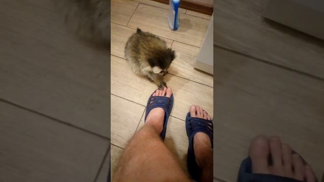Енот Венера играет с ногами