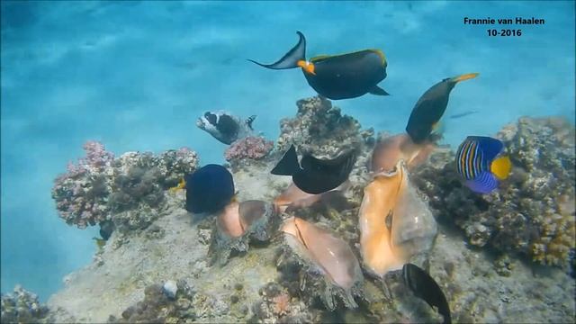 2016-10 Snorkelen bij Aurora Bay Resort Marsa Alam Egypte Vissen bij spinslakken