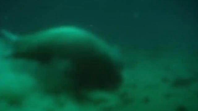 Моржи. Мощь и красота арктических гигантов.