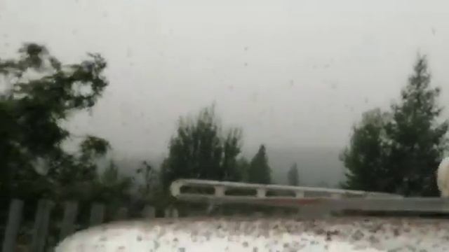 Нашествие муравьев на дачном участке в Усть-Куте