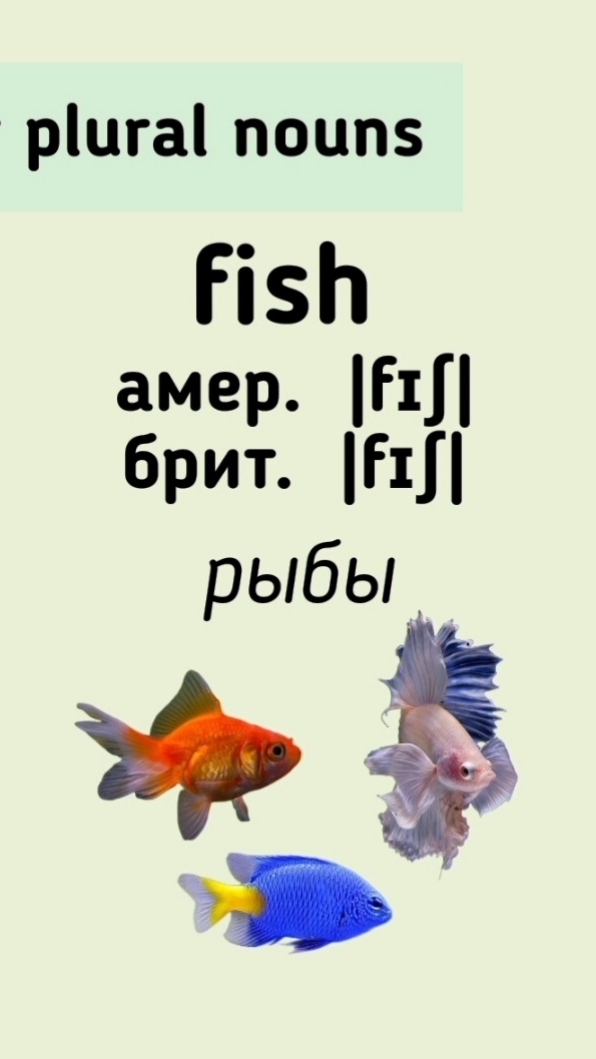 Irregular plural nouns👉fish/fish