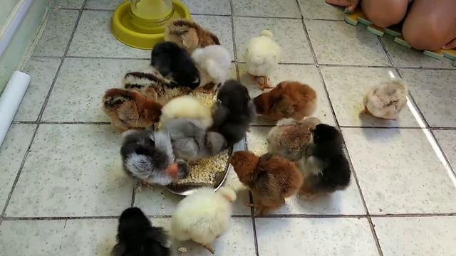 Наші курчата  Our chickens