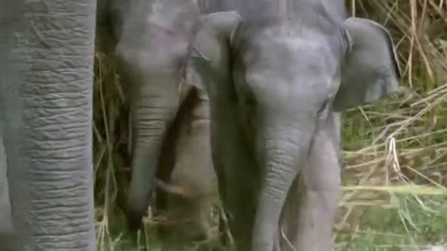 Elephant,  Single-channel video Looped, 1:23 Min, 2012