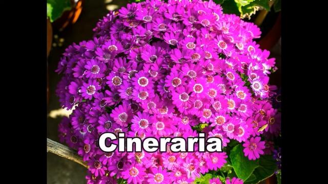 Winter flowers in India with their names//winter season flowering plant in India //15 winter flower