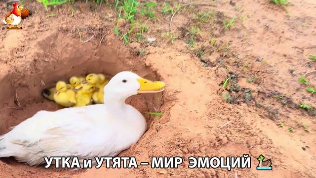Утка и Утята – мир нежных эмоций 🦆🤗❣️часть (7)