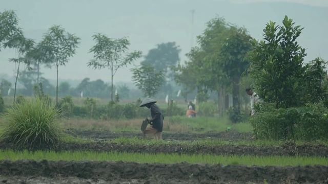 Suasana Desa, Test Lensa Jupiter 200mm