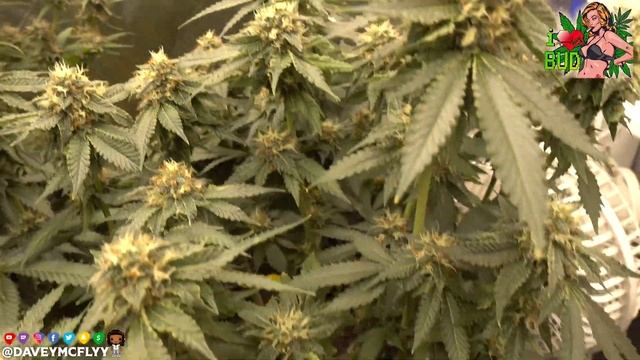 ETHOS GENETIC PURPLE ZKITTLEZ &  CHERRY crescendo  WEEK 8 OF FLOWER