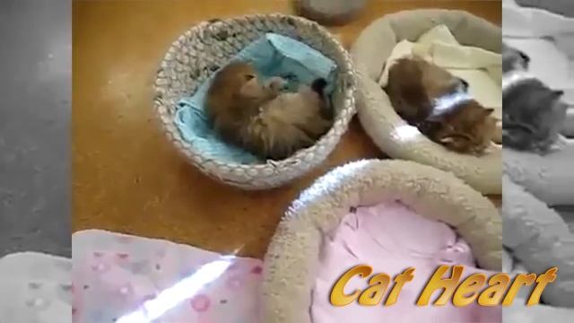 Котики