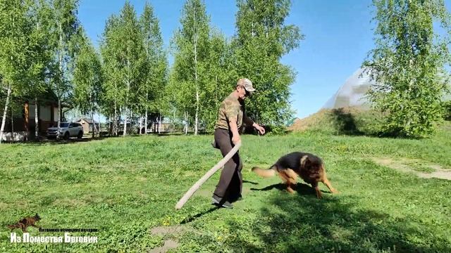 БОИНГ ИЗ ПОМЕСТЬЯ БОГОВИК (18 месяцев) - молодой кобель немецкой овчарки