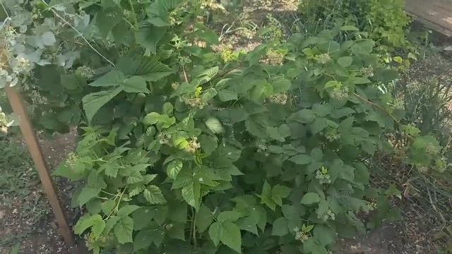 Приехала Ольга. Огород у моря.  Делаем навес для кур.