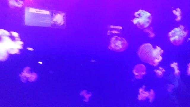 Удивительные Медузы