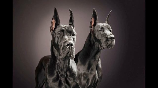 Немецкий дог