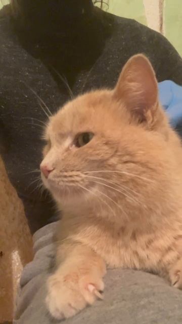 Котик Мурчик хочет чтобы его чухали