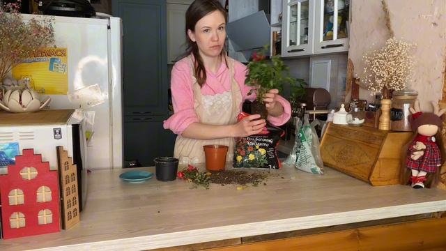Vlog/ Пересаживаю розу / делюсь покупками / в субботу выйдет история про беременность и Машу