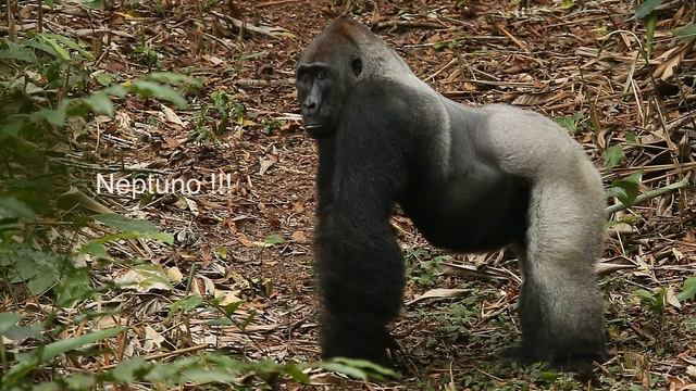 Western Lowland Gorillas, Neptuno