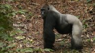 Western Lowland Gorillas, Neptuno