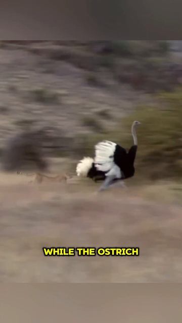 Cheetah vs Ostrich - Which One is Faster #animals #nature #wildlife