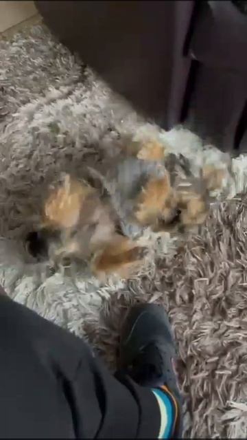 Йорк Тоби валяется в обновке/York Toby is lying around in a new thing #animals #dogs #yorkshire