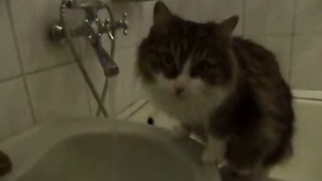 кошка пьет из под крана.