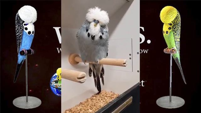 World Online Budgie Show inscription 86 WOBS Budgie Planet 2021