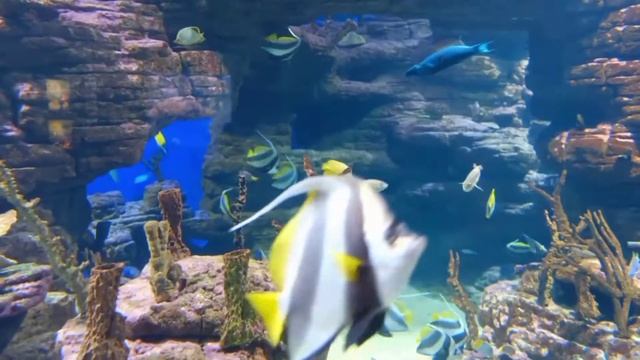 A CloseUp view of Aquatic Life | Species Under Water | Aquarium | Life Under Water