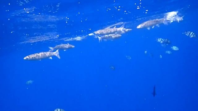 Snorkeling Mangrove bay  2019 - Marsa Alam part. 5/5 (de l'autre coté de la baie) - Egypte