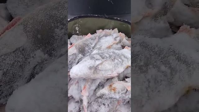 Крупный окунь, оз. Мостовое