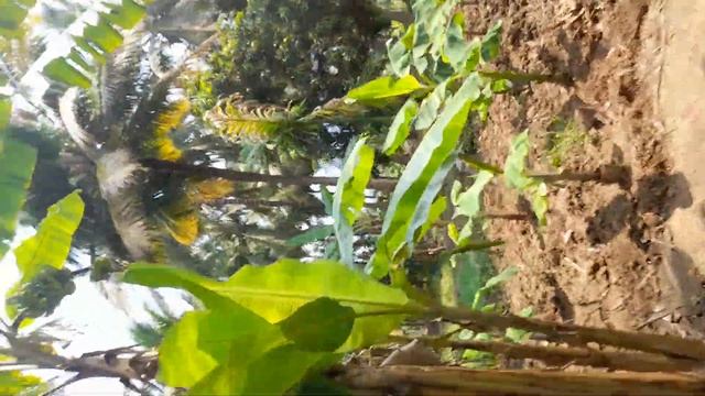 Cheap rate coconut garden kanyakumari, Nagercoil ,Bhoothapandy 26 cent,9 lakhs. cont.8098384895